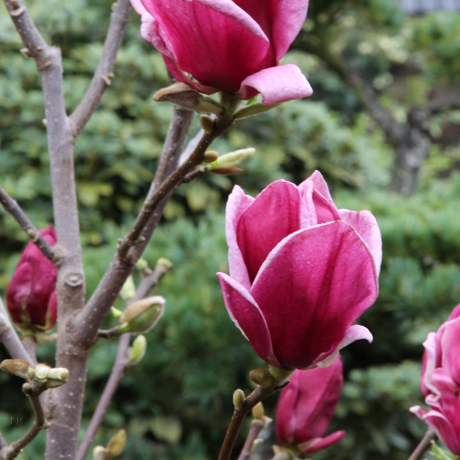Magnolia 'Genie'
