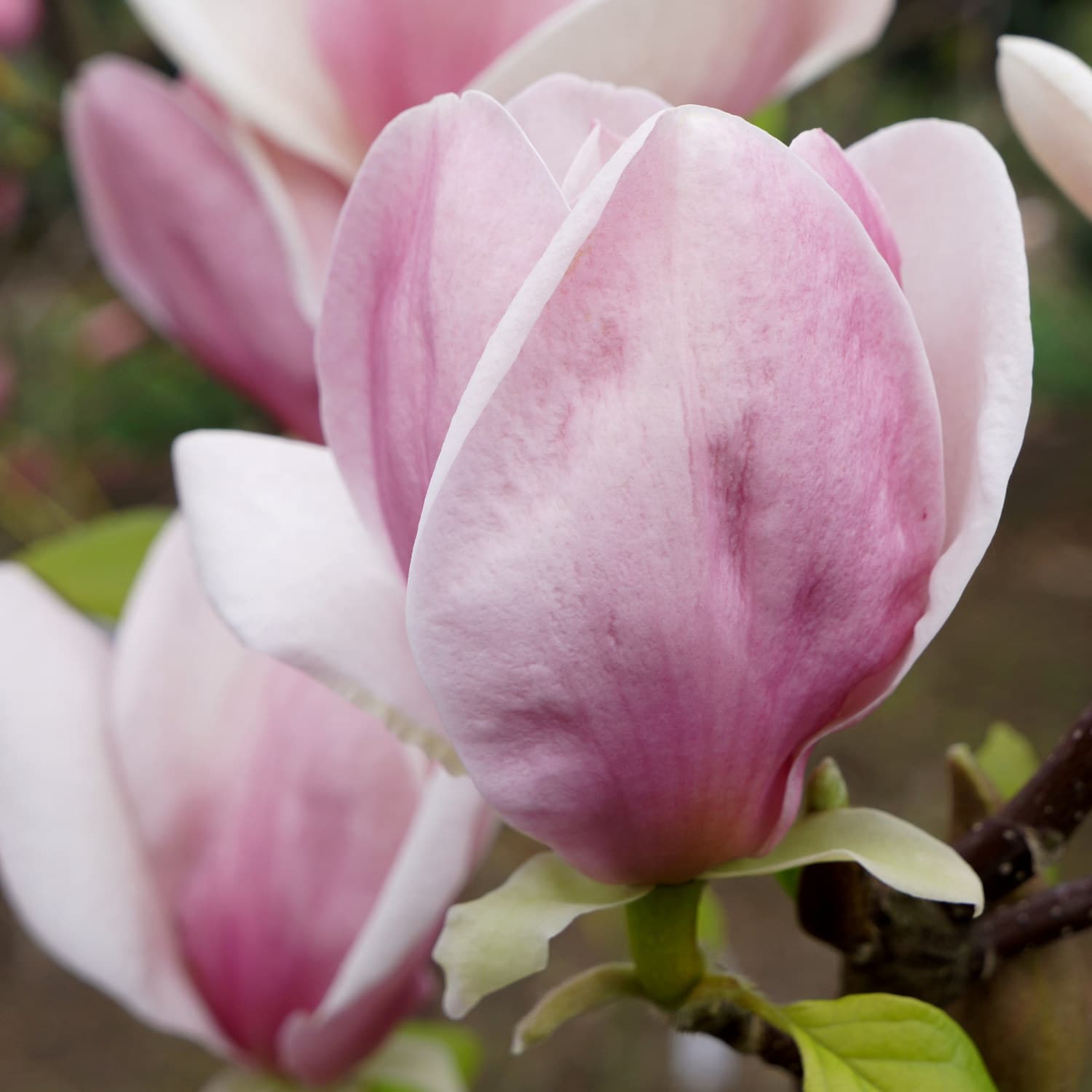 Praktmagnolia 'Cameo'