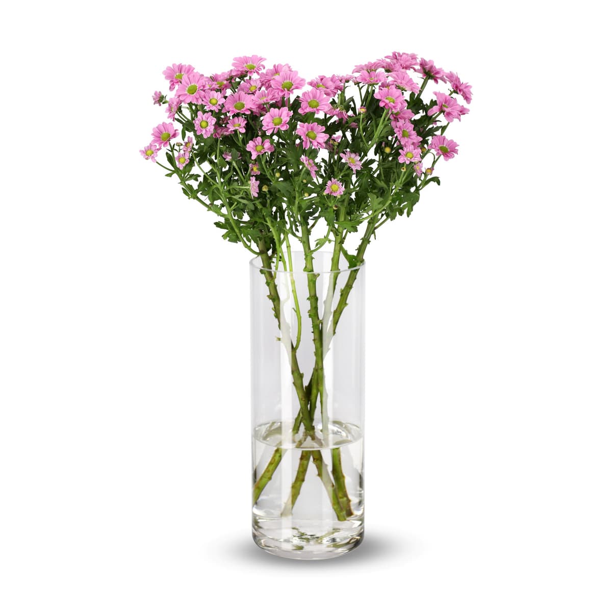 Krysantemum 4pk