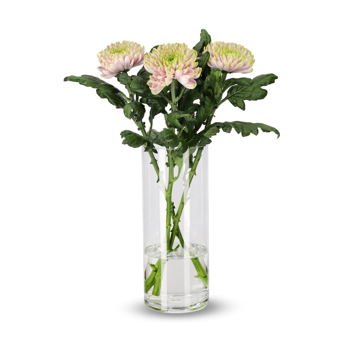 Krysantemum 3pk