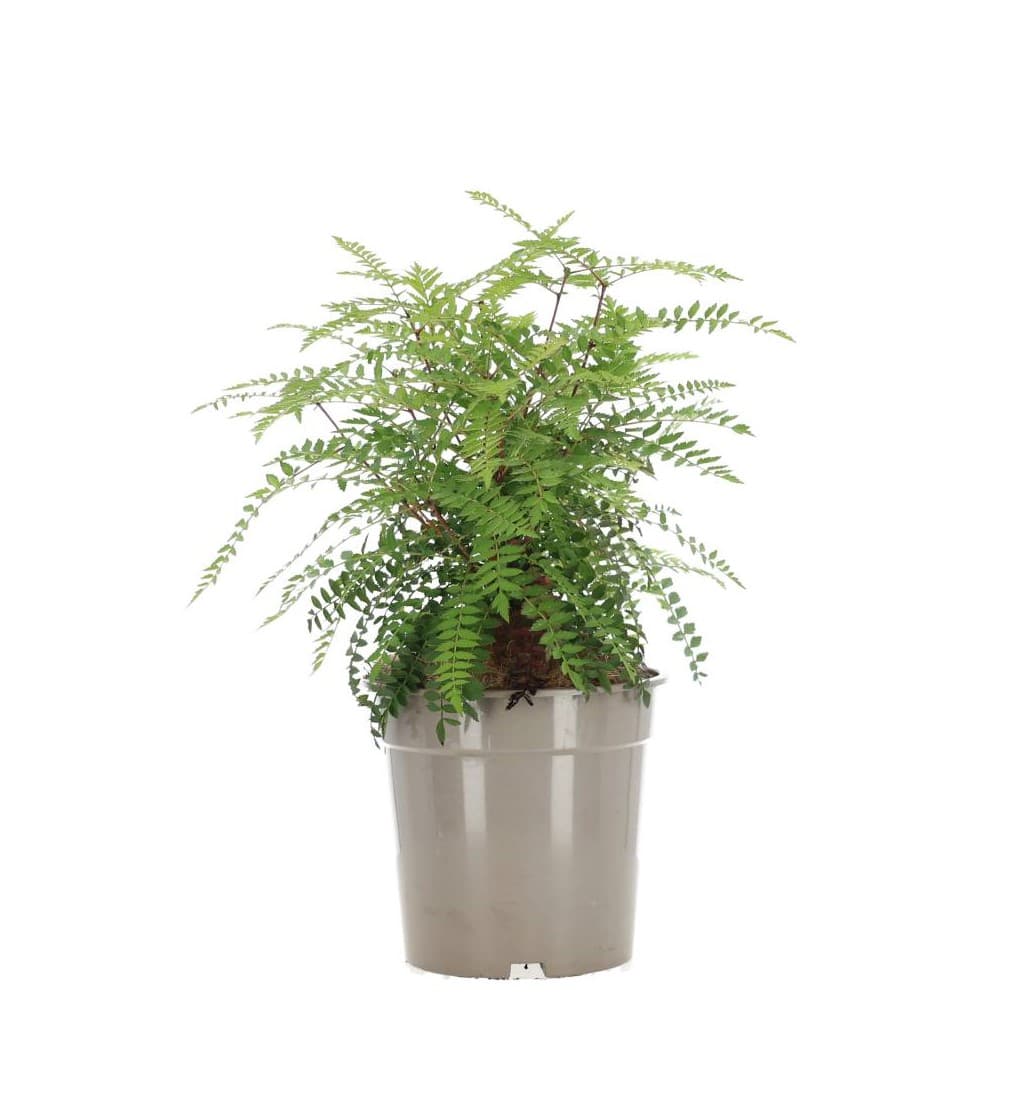 Sorbus Koehneana Busk