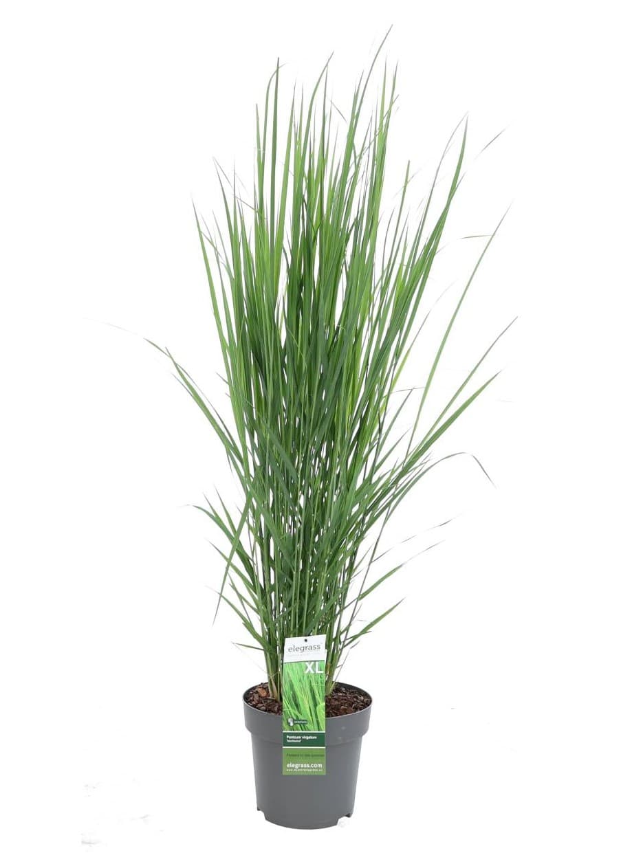 Panicum Virgatum 'Northwind' Flerårig gress