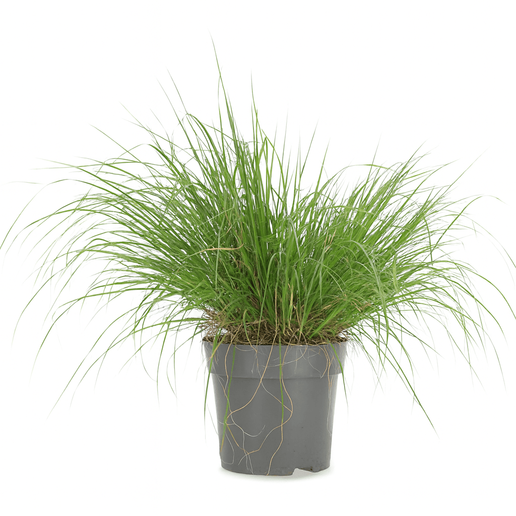 Pennisetum alopecuroides 'Hameln'