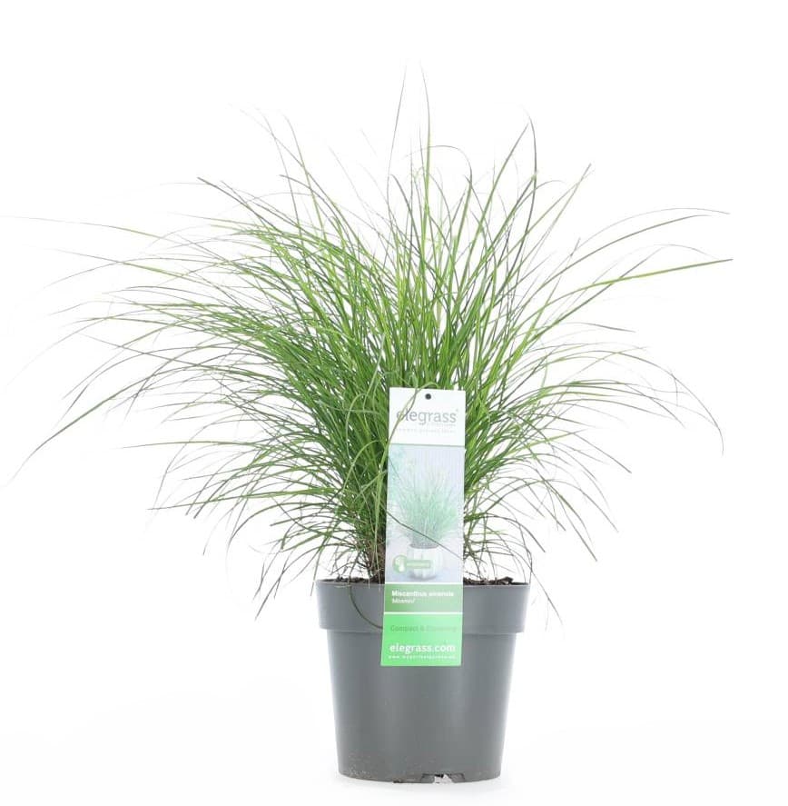 Miscanthus sinensis 'Miss Mini' Flerårig gress