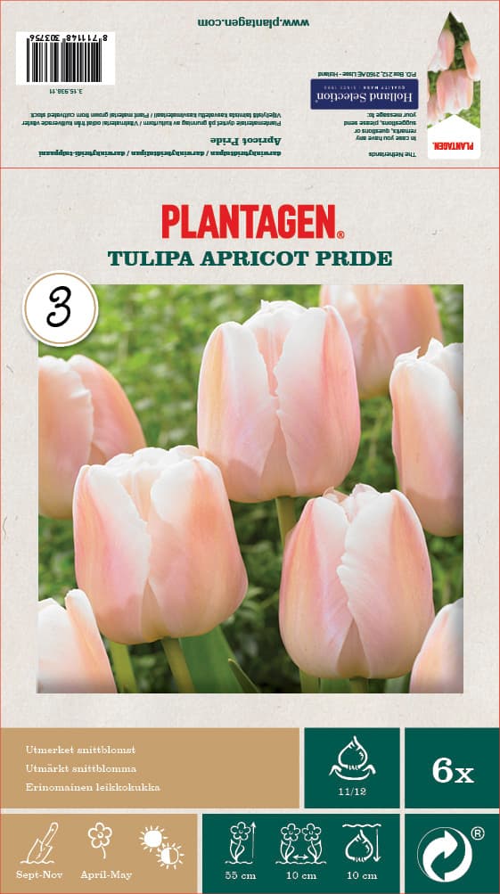 Tulipan 'Apricot Pride' - 6 stk