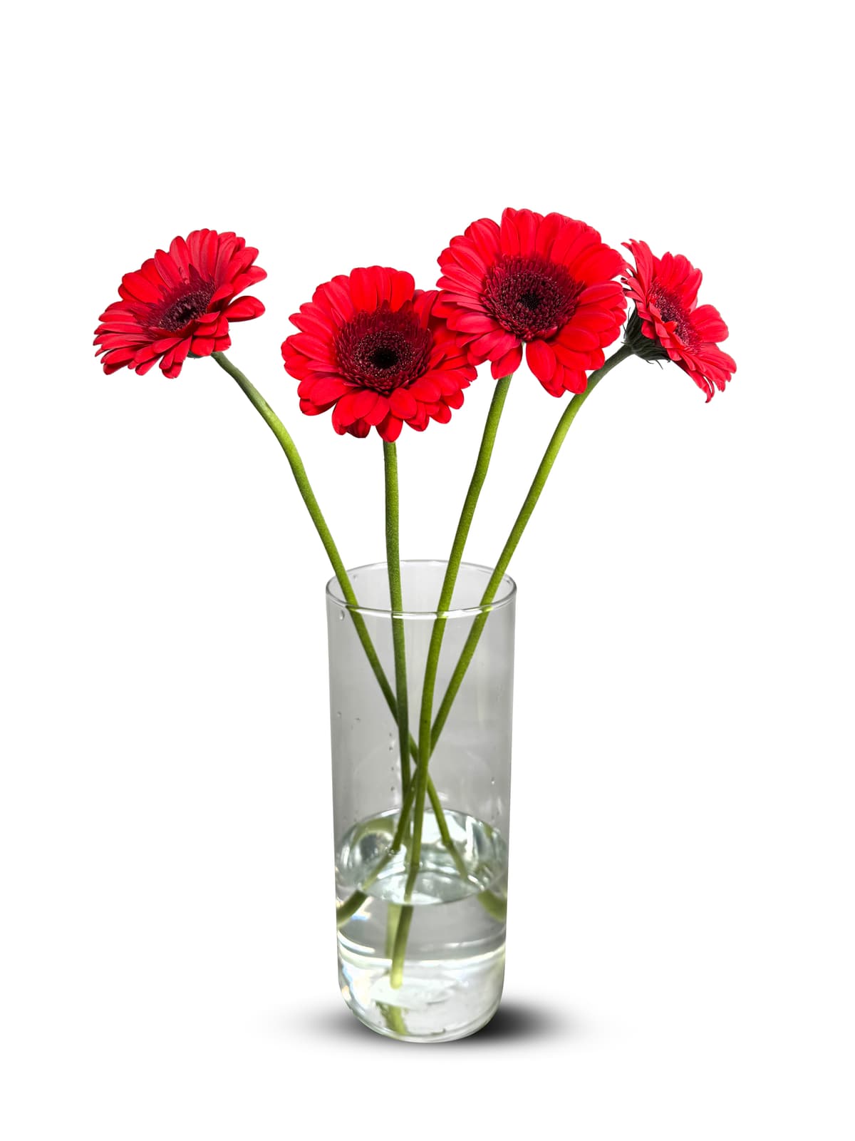 Germini 5pk
