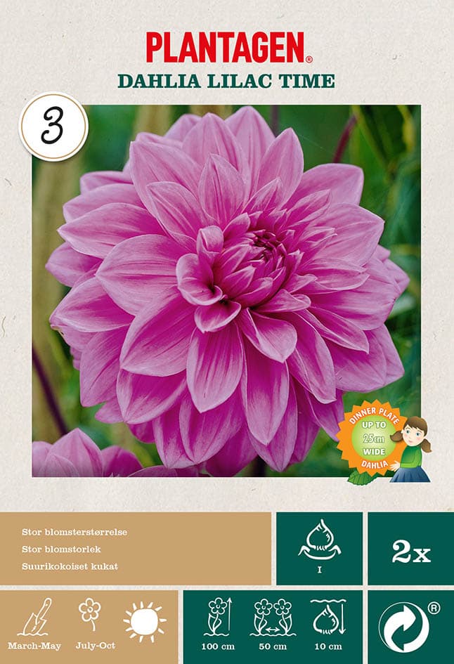 Georgine 'Lilac Time’