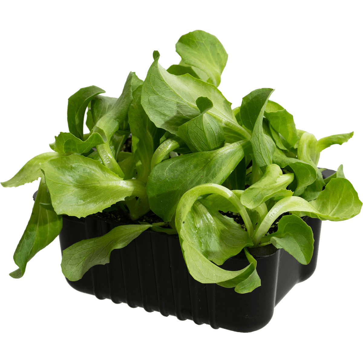 Issalat 'Calgary'