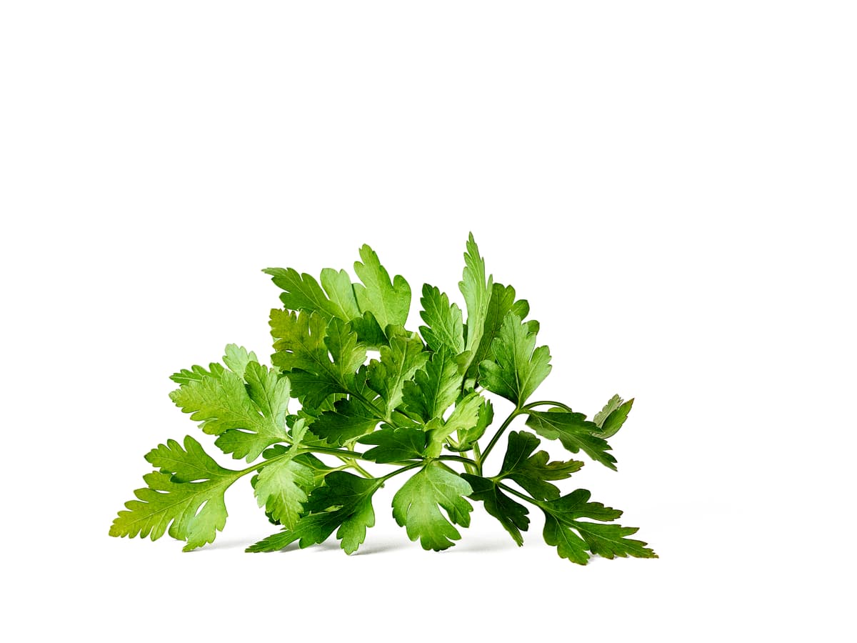 Bladpersille