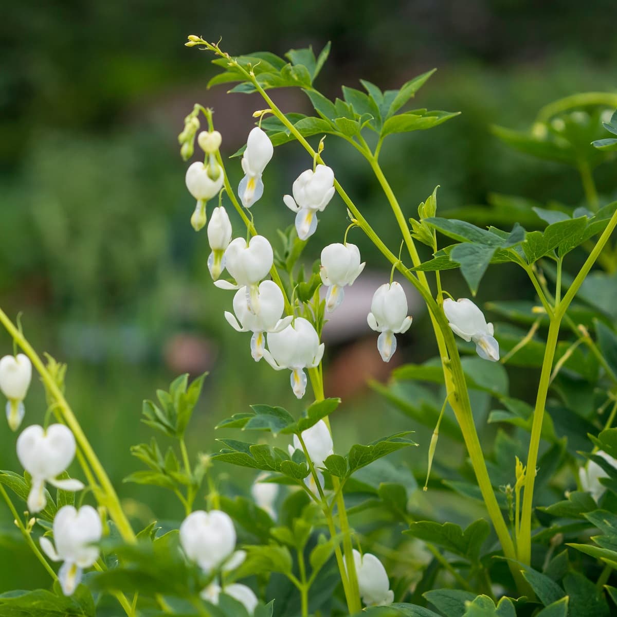 Løytnantshjerte 'Alba'