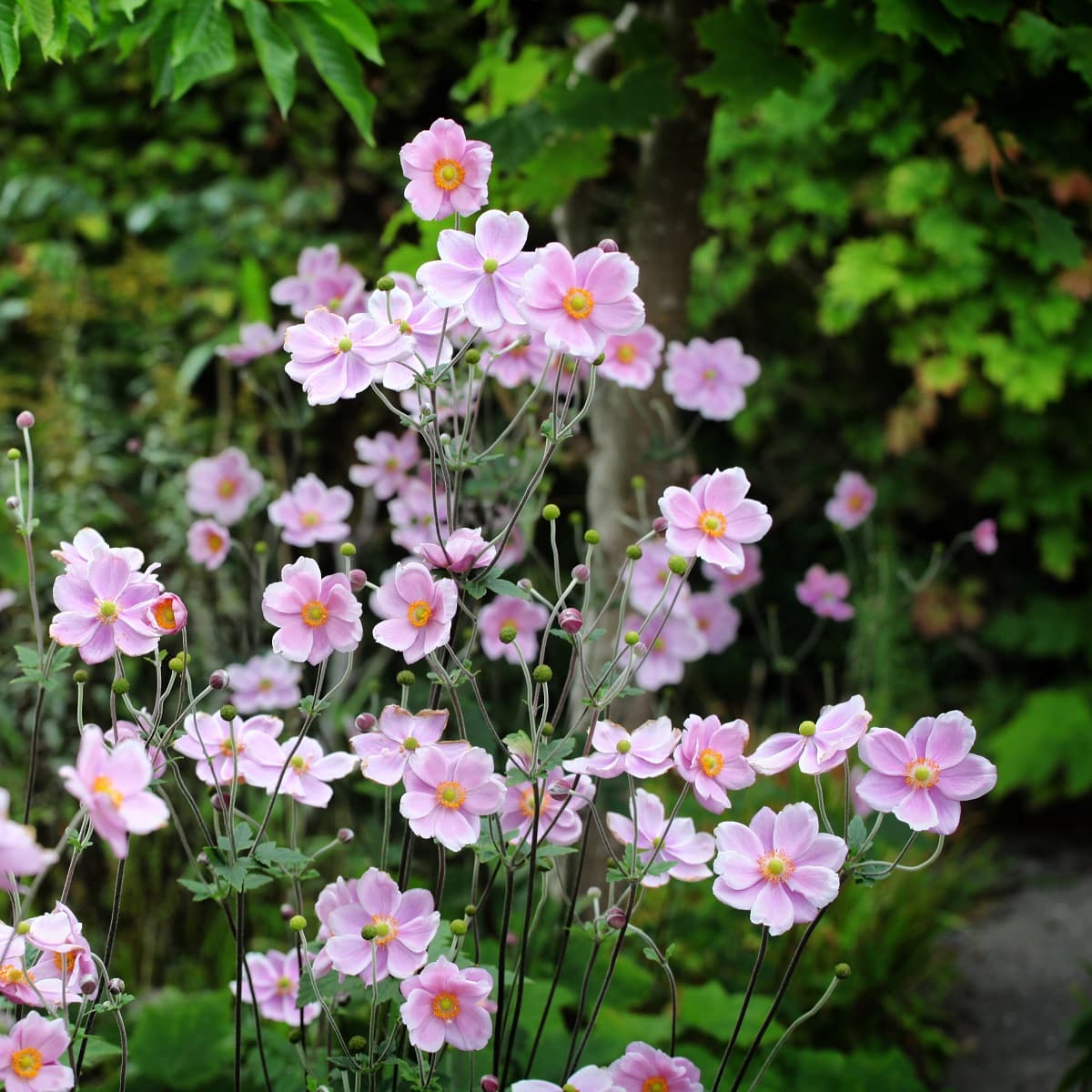 Høstanemone 'Robustissima'