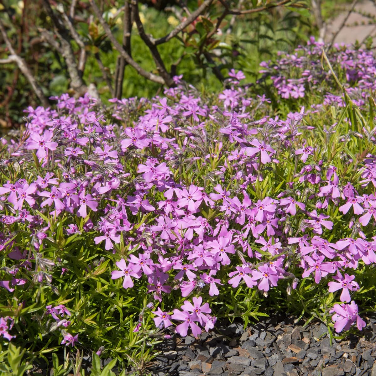 Strandsmelle