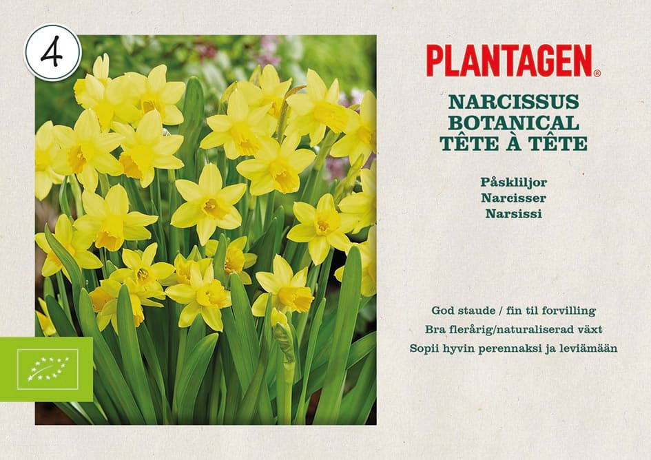 Påskelilje 'Tête à Tête' ØKO