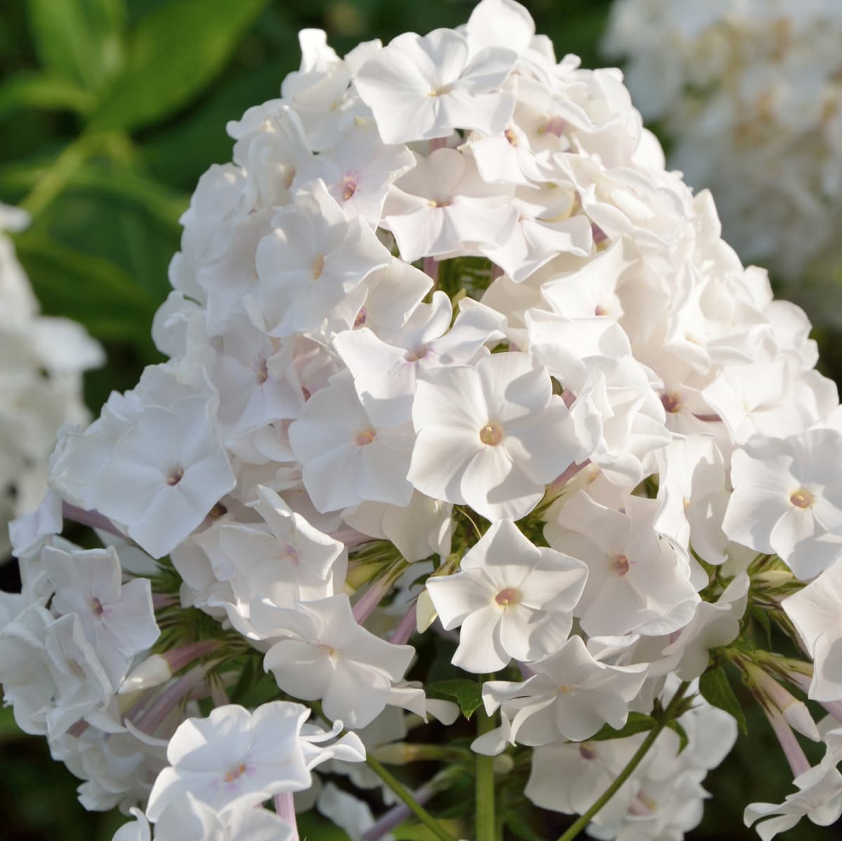 Høstfloks 'Sweet Summer Snow'