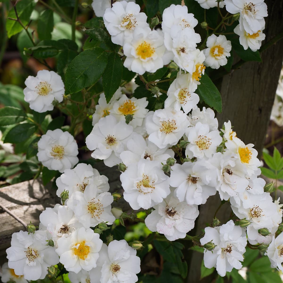 Klatrerose 'Polstjärnan'