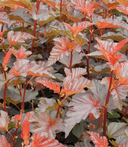 Blærespirea DIABLE D'OR
