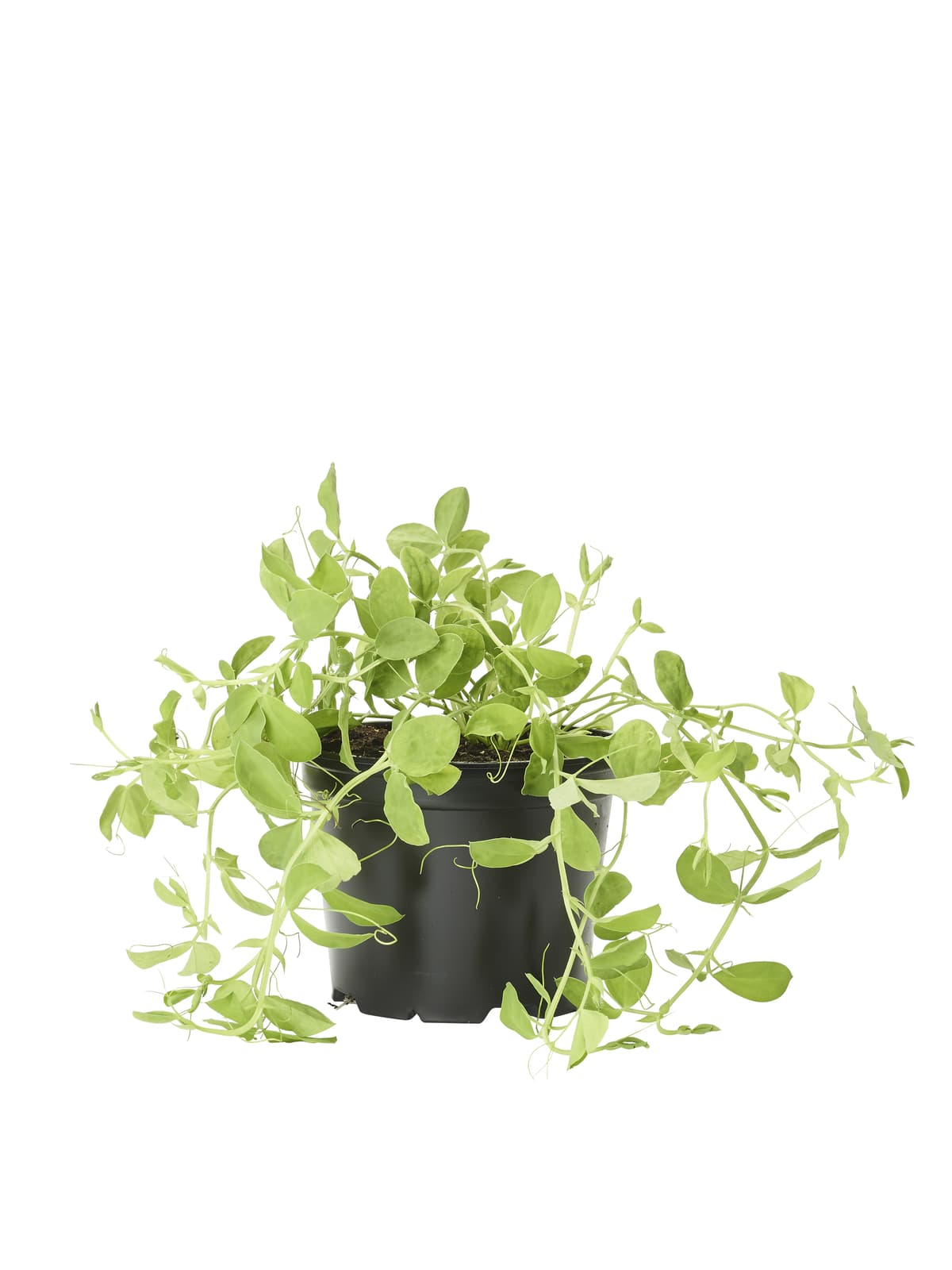 Erteblomst