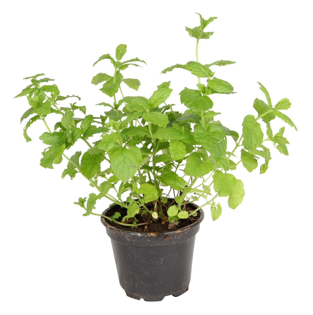 Mynte 'Moroccan'