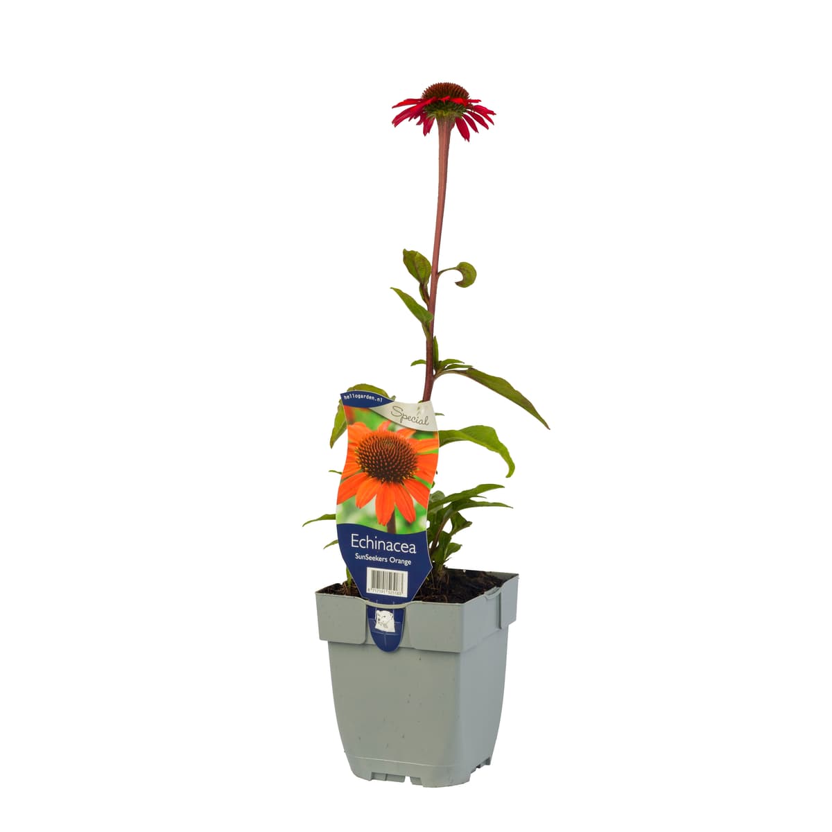 Solhatt 'Sunseeker Orange'