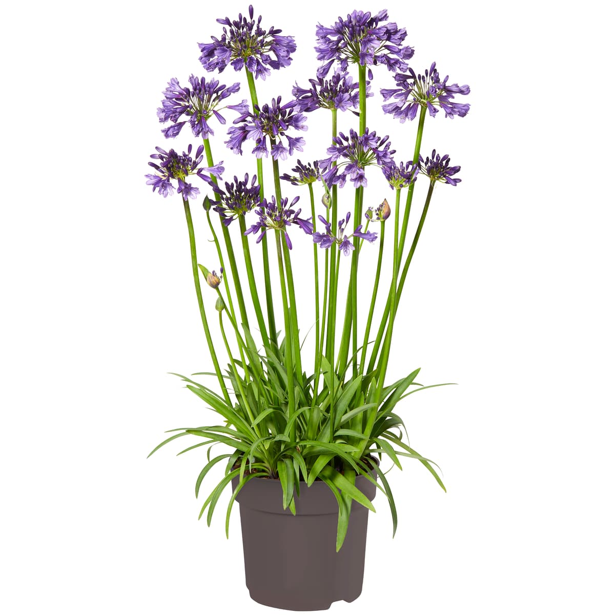 Afrikas blå lilje 'Poppin Purple’