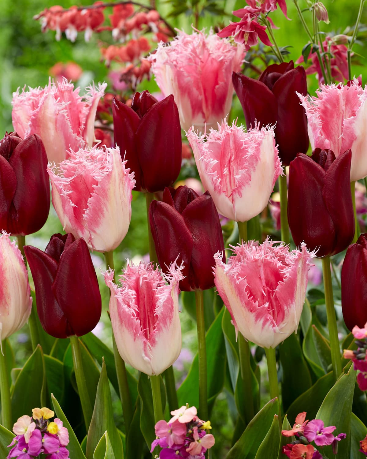 Tulipanmiks Crispy Velvet - 9 stk