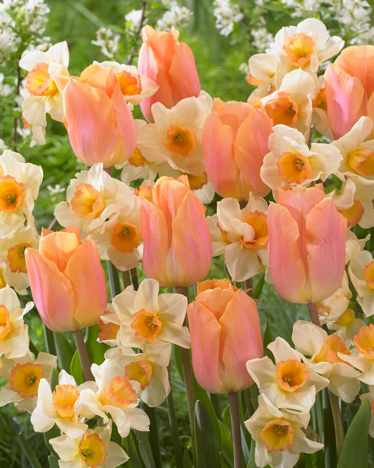 Løkmiks Tulipan/Narcissus Lovely Lingerie - 9 stk