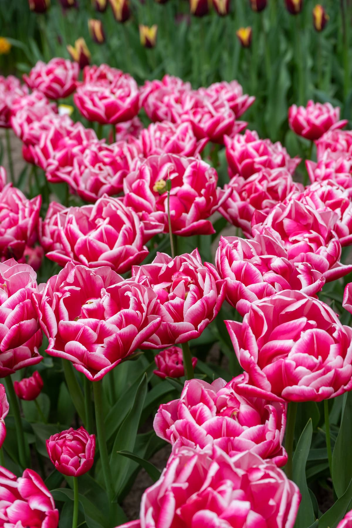 Tulipan 'Columbus' - 6 stk