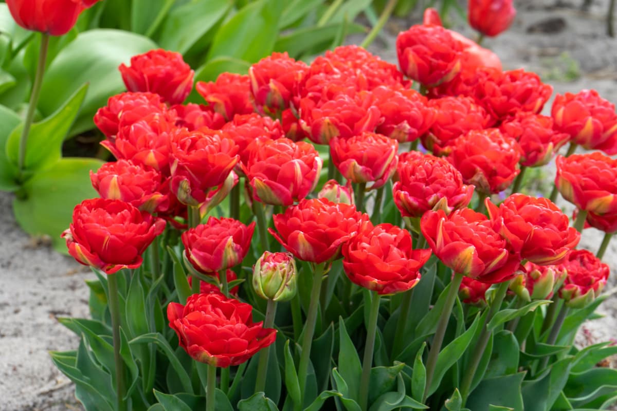 Tulipan 'Pamplona' - 15 stk