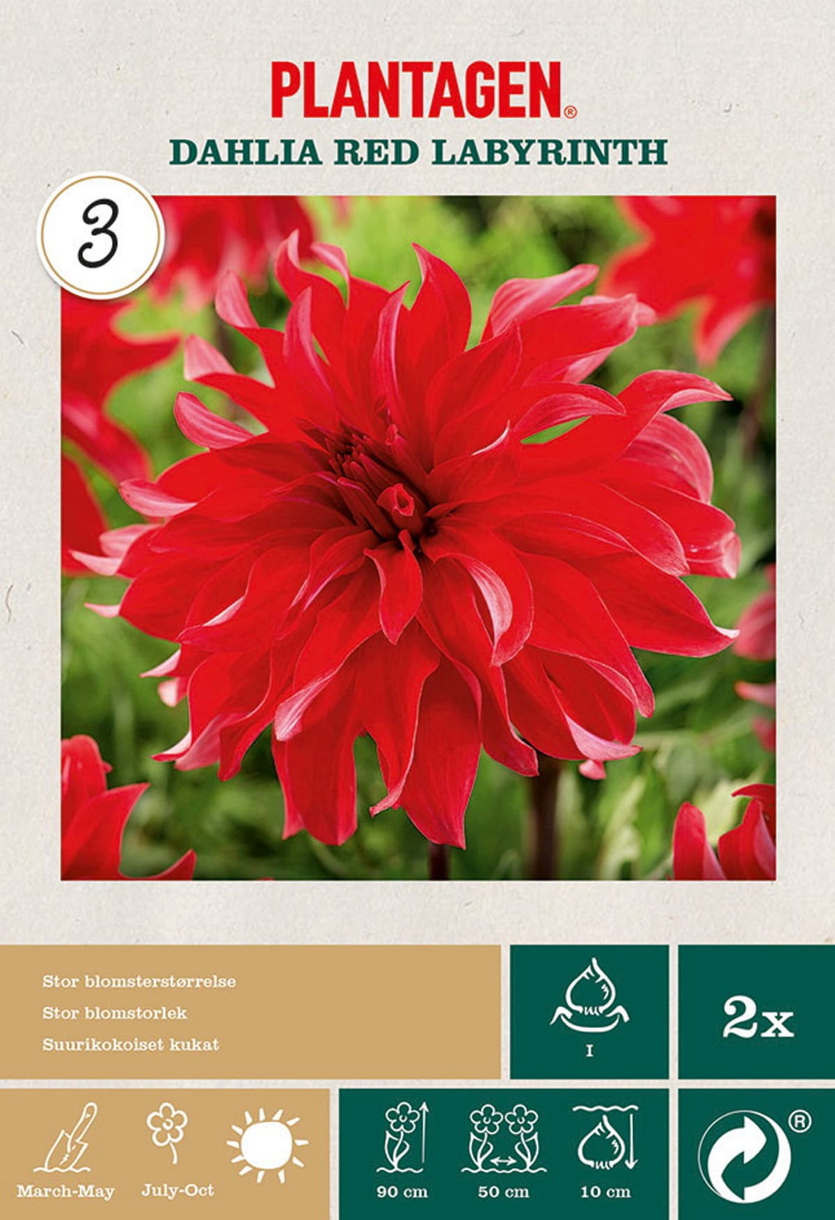 Georgine 'Red Labyrinth'