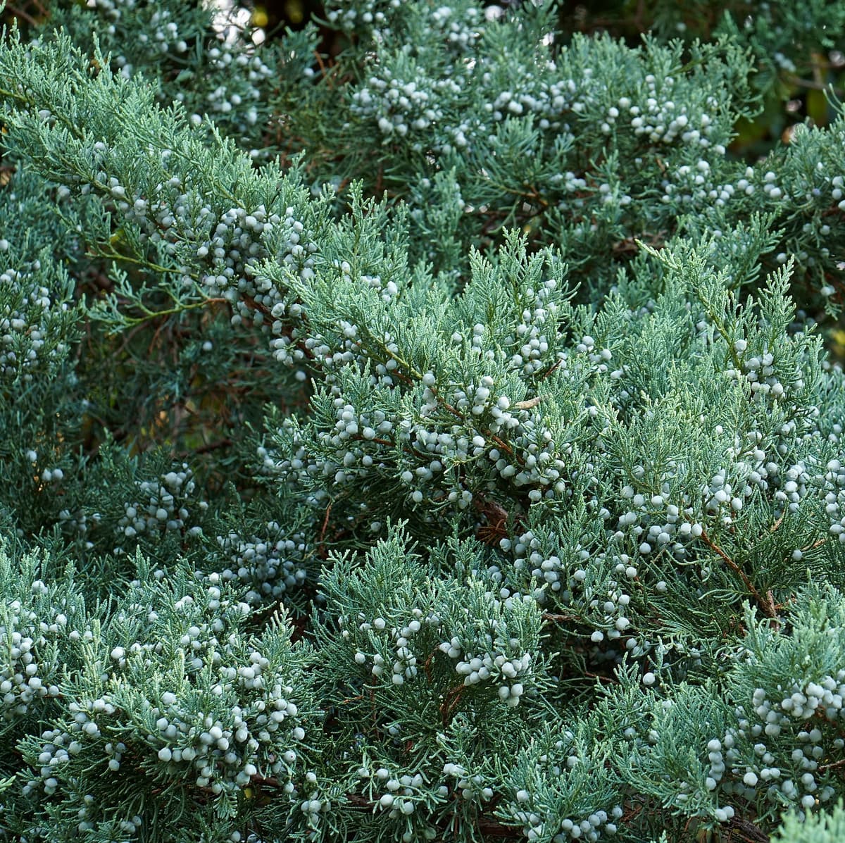 Virginiaeiner 'Grey Owl'