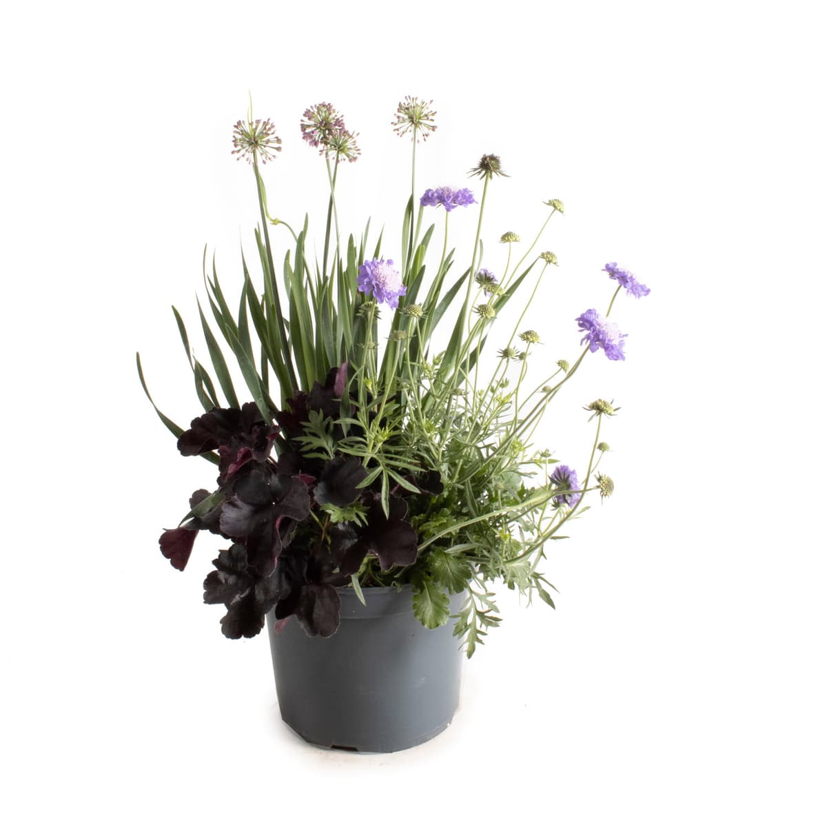Samplanting Triple Beauty London