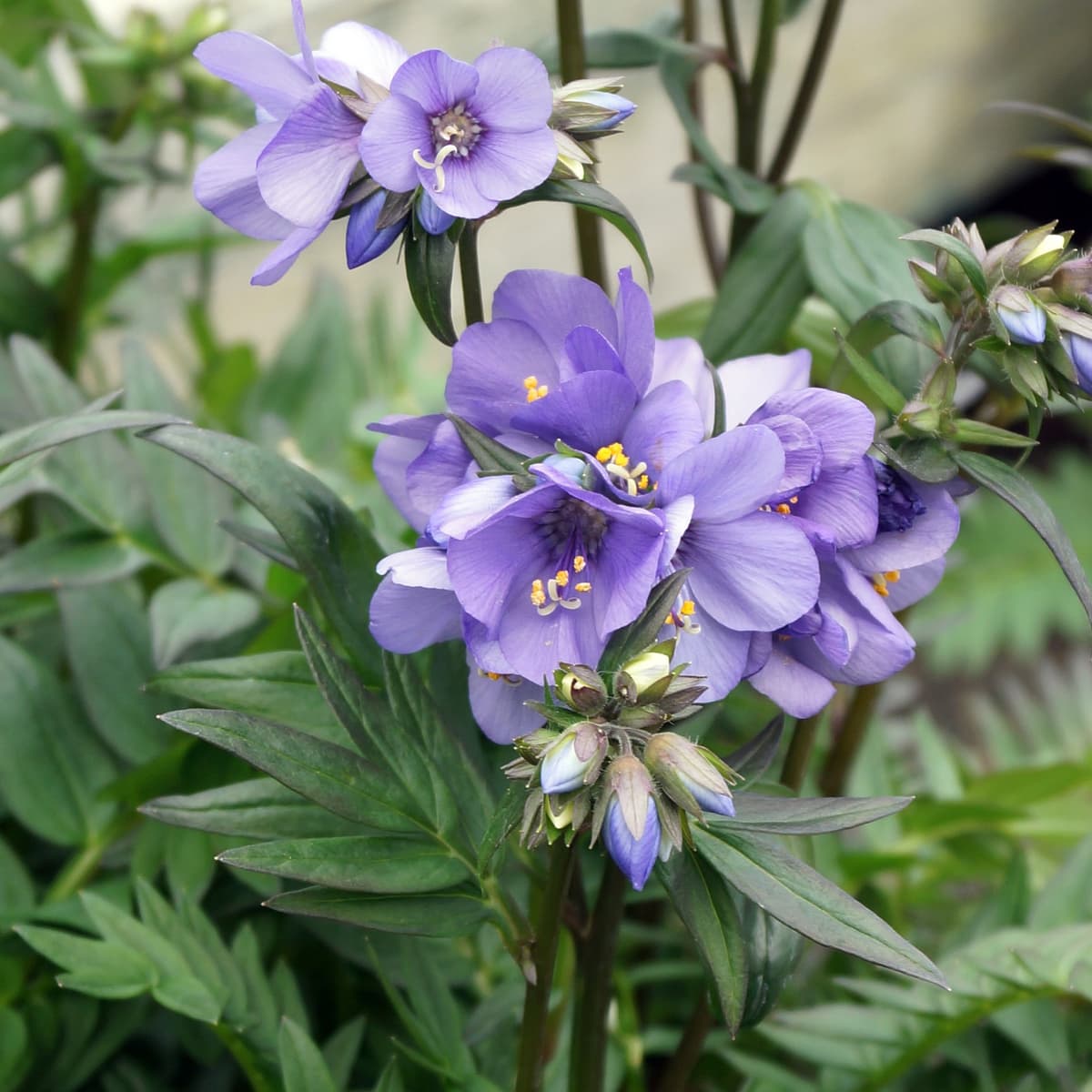 Fjellflokk BRESSINGHAM PURPLE