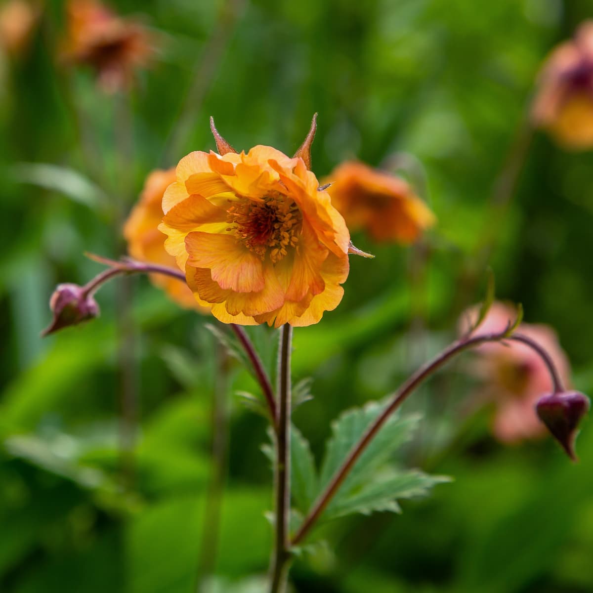 Humleblom TEMPO YELLOW