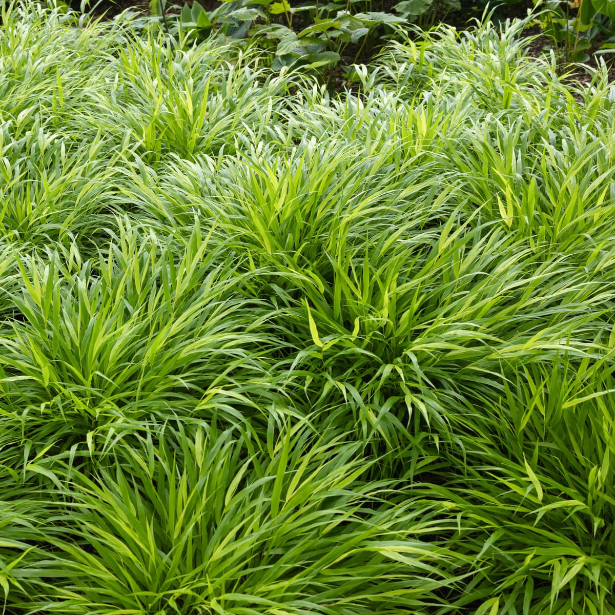 Hakonegras