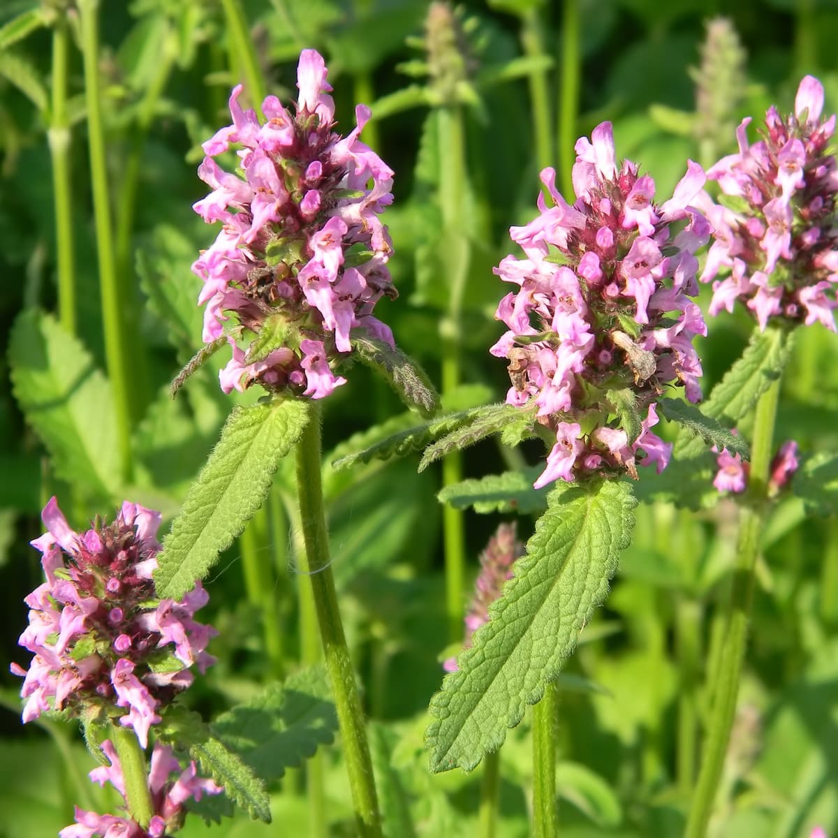 Betonie 'Summer Sweets'