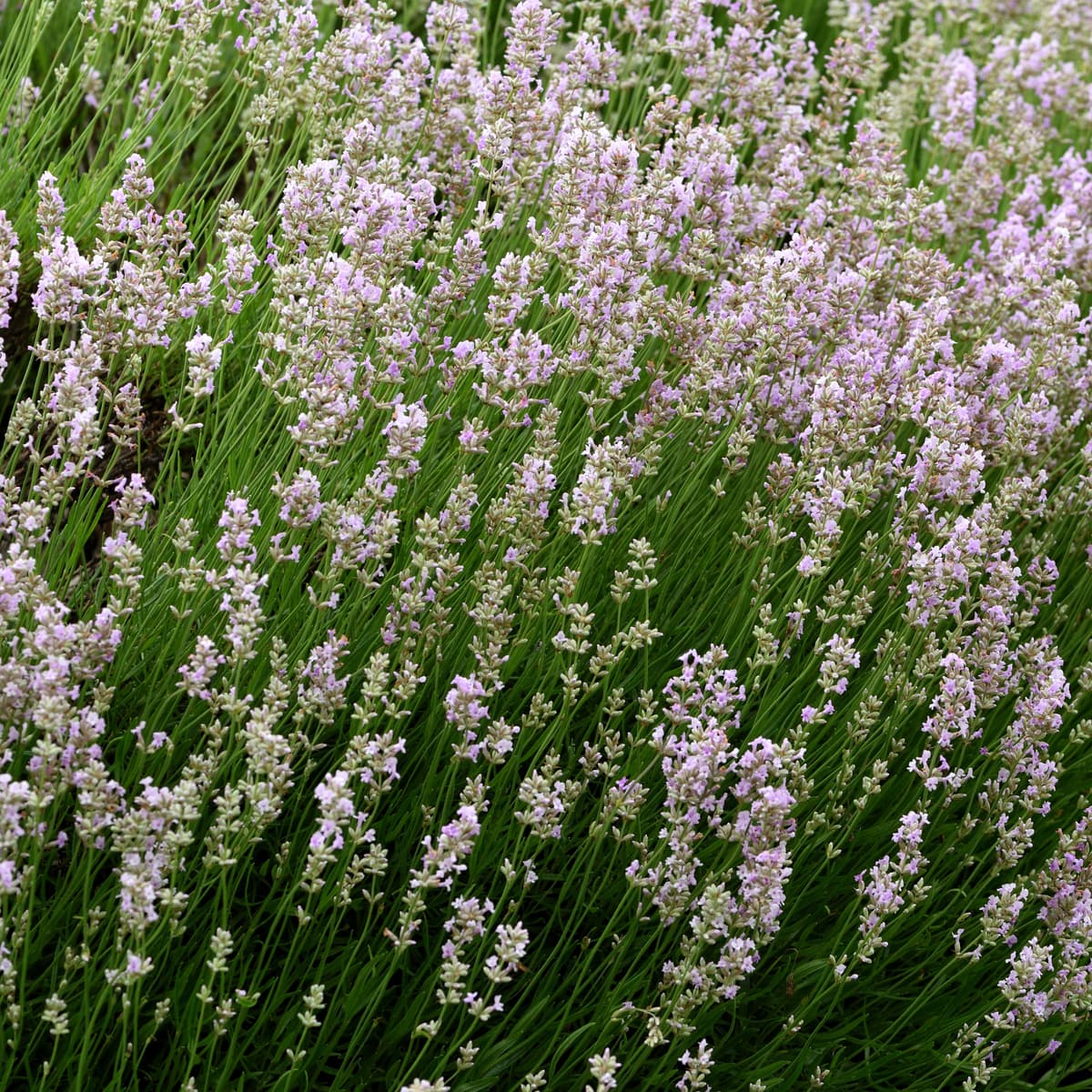 Lavendel 'Felice Light Pink'