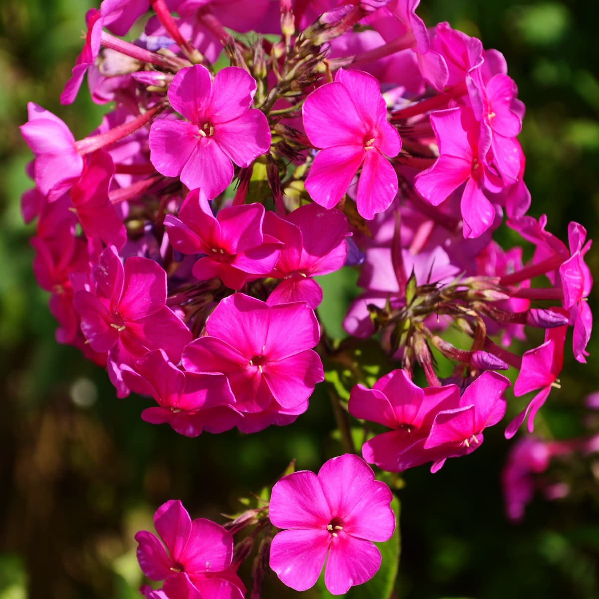 Høstfloks 'Early Magenta'