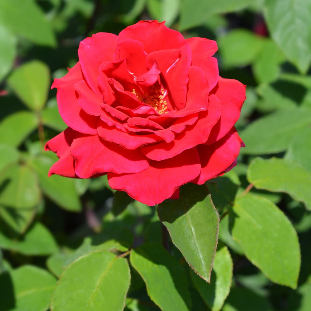 Rose 'Oklahoma'