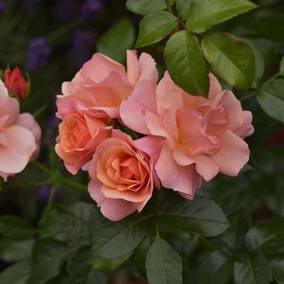Klaserose APRIKOLA
