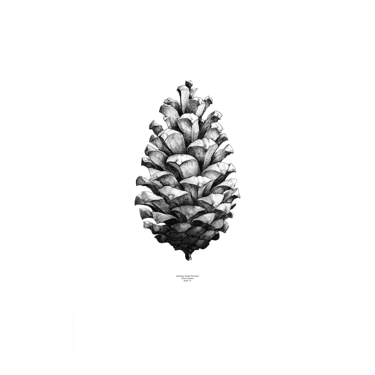 1:1 Pine Cone poster, hvit, 50x70 cm