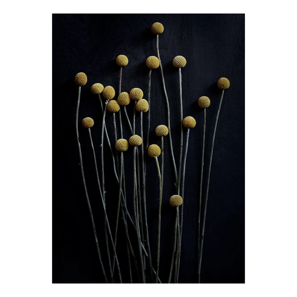 Stil Life 01 Yellow Drumsticks poster, 50x70 cm