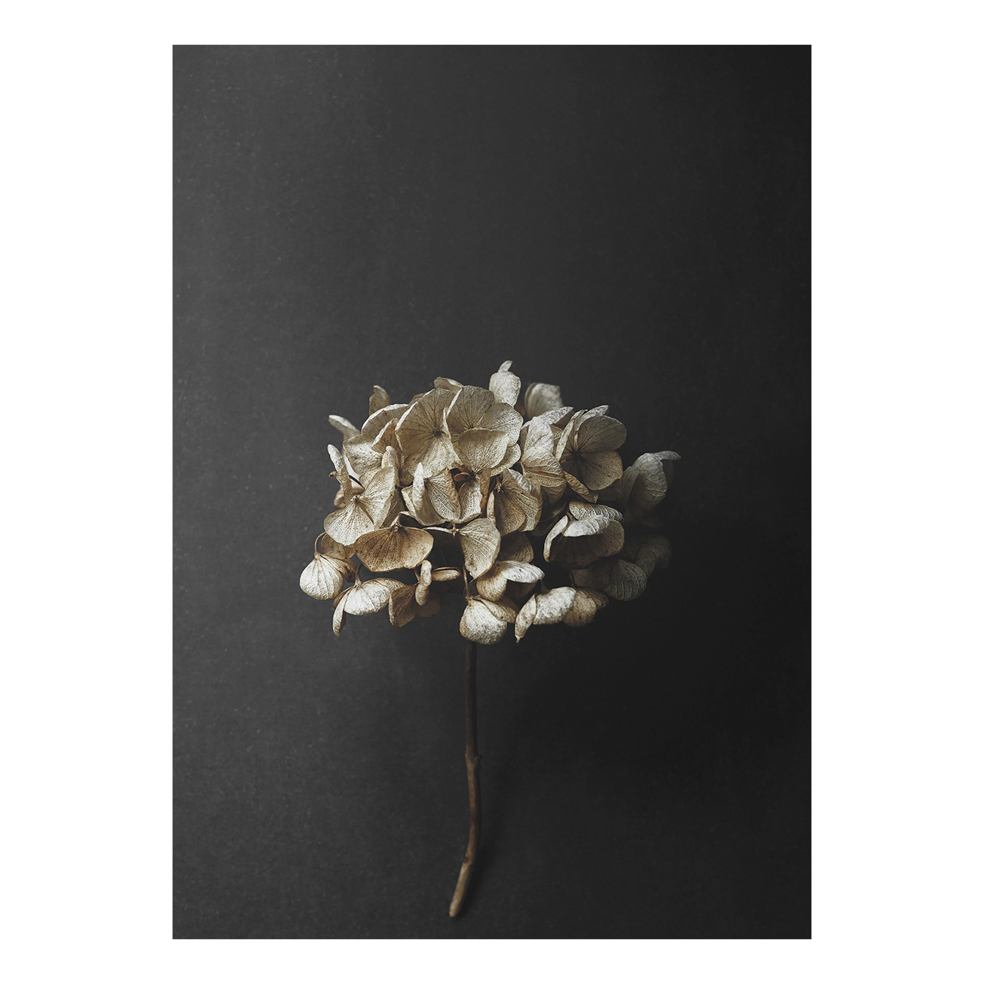 Stil Life 04 Hydrangea poster, 50x70 cm